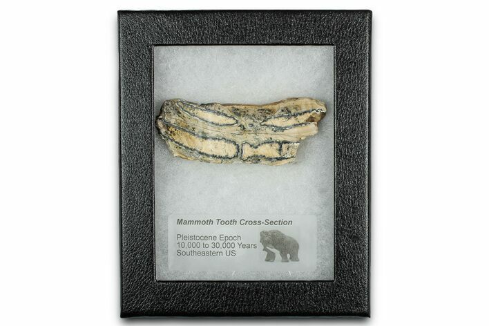 Mammoth Molar Slice With Case - South Carolina #349957